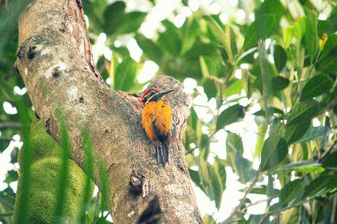 Birds in Goa - Download Goa Photos